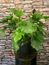 Philodendron Hope