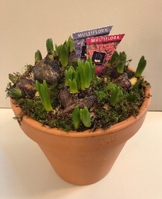 Hyacinth pot