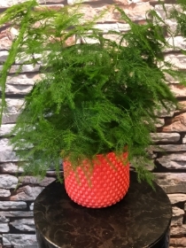 Asparagus fern in light red bobble ceramic