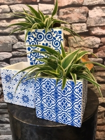 Chlorophytum in blue tile design pot