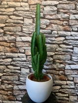 Euphorbia Trigona in ceramic pot