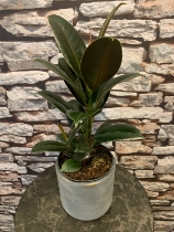 Ficus Melany ( rubber plant )