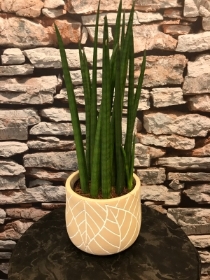 Sansevieria cylindrica in concrete type pot