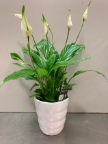 Small Spathiphyllum in white ceramic pot