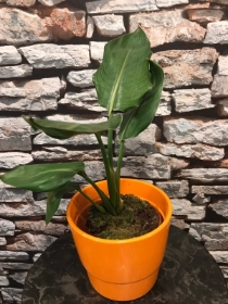 Strelitzia in orange pot