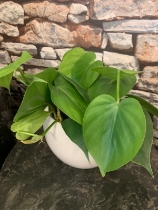 Sweetheart plant … Philodendron Scandens